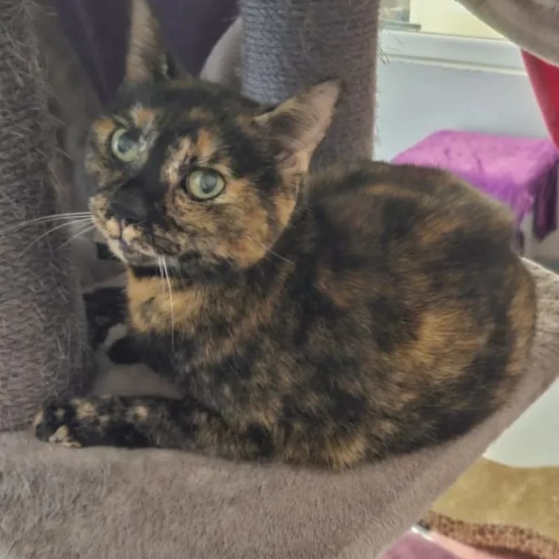 Nova (reserviert), female mixed breed for adoption at Tierheim Bergheim, Bergheim — photo 3 of 4