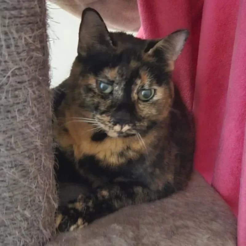 Nova (reserviert), female mixed breed for adoption at Tierheim Bergheim, Bergheim — photo 4 of 4