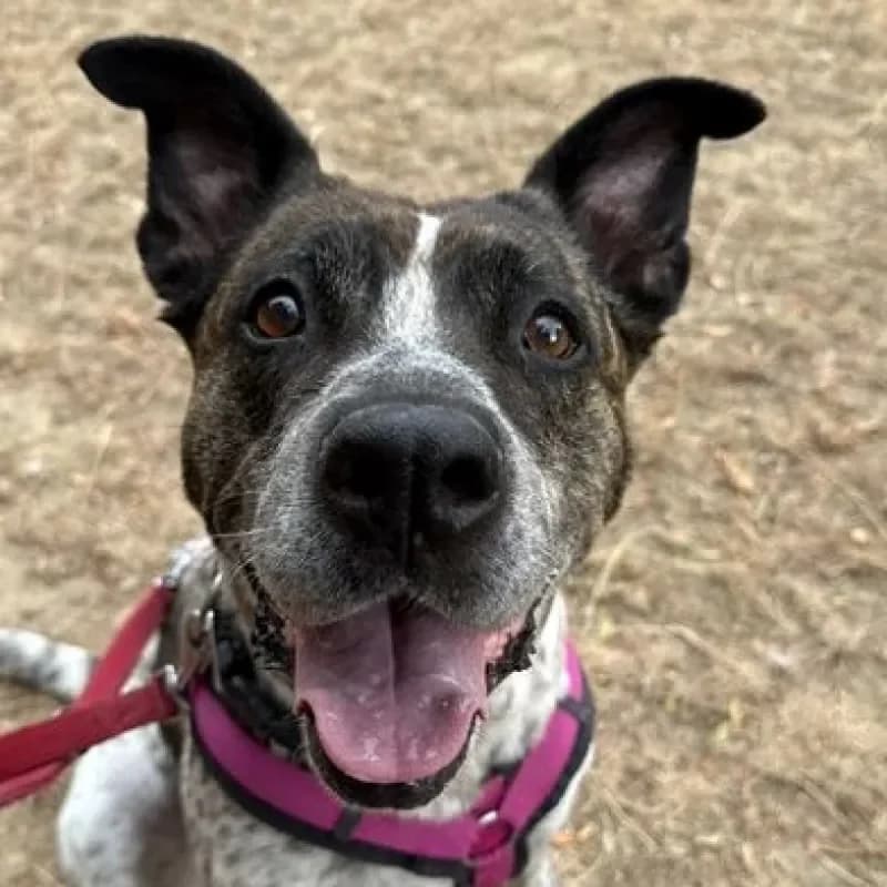 Paula, female senior Staffordshire Bull Terrier for adoption at Tierheim Bergheim, Bergheim