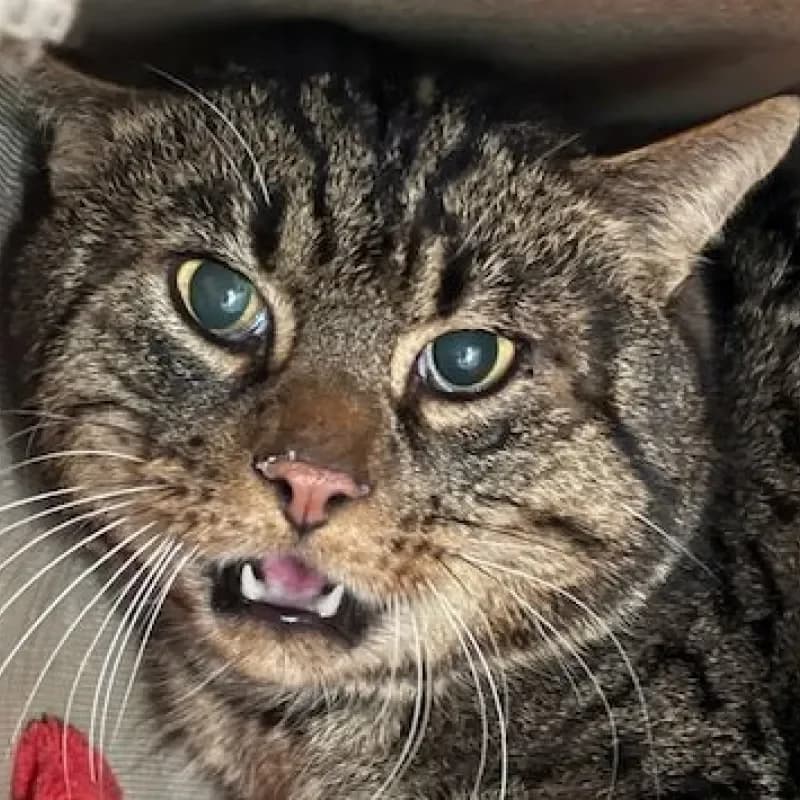 Phil, male mixed breed for adoption at Tierheim Bergheim, Bergheim