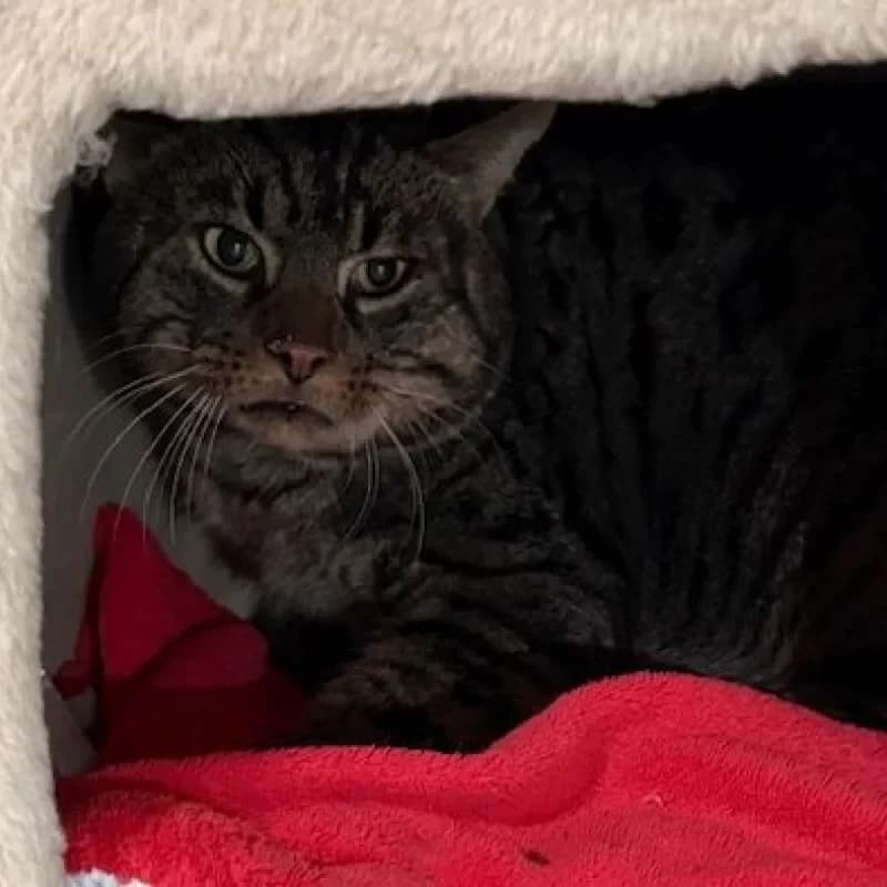 Phil, male mixed breed for adoption at Tierheim Bergheim, Bergheim — photo 2 of 3