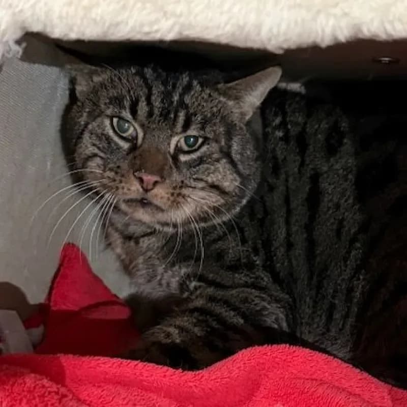 Phil, male mixed breed for adoption at Tierheim Bergheim, Bergheim — photo 3 of 3