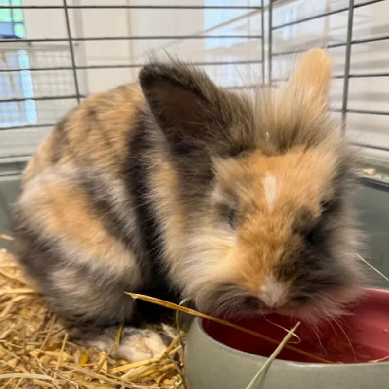 Picasso & Coco, male young mixed breed for adoption at Tierheim Bergheim, Bergheim