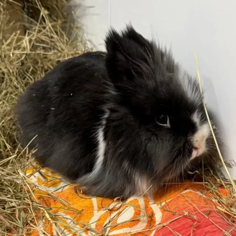 Picasso & Coco, male mixed breed for adoption at Tierheim Bergheim, Bergheim — photo 2 of 4