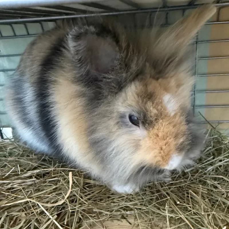 Picasso & Coco, male mixed breed for adoption at Tierheim Bergheim, Bergheim — photo 3 of 4