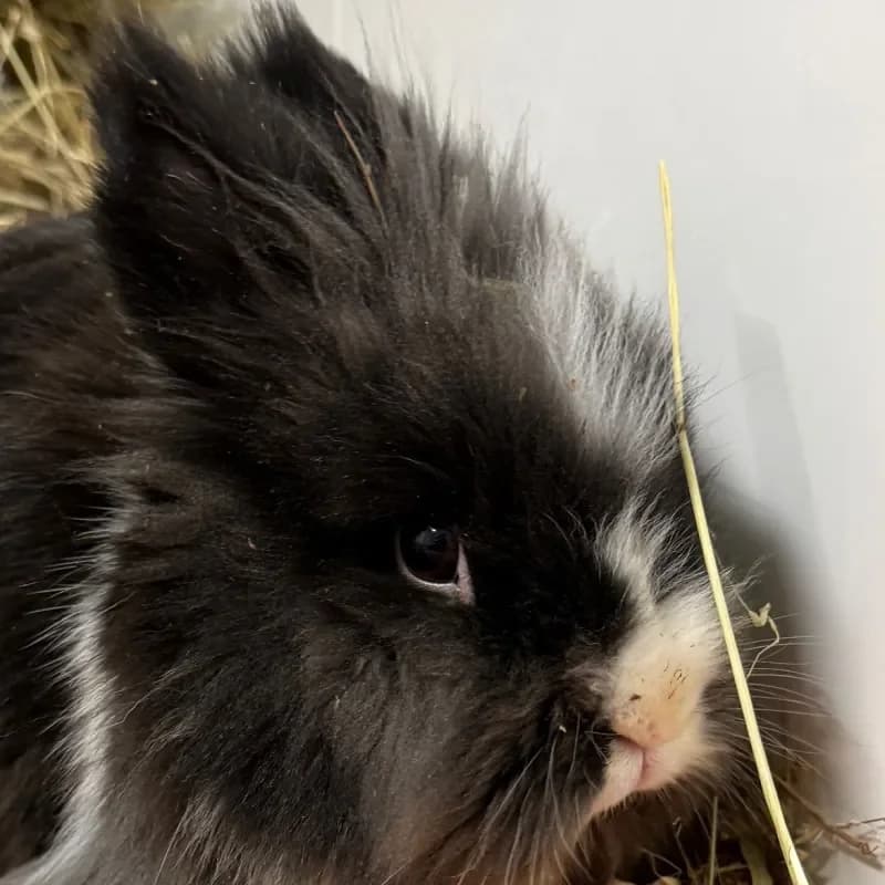 Picasso & Coco, male mixed breed for adoption at Tierheim Bergheim, Bergheim — photo 4 of 4