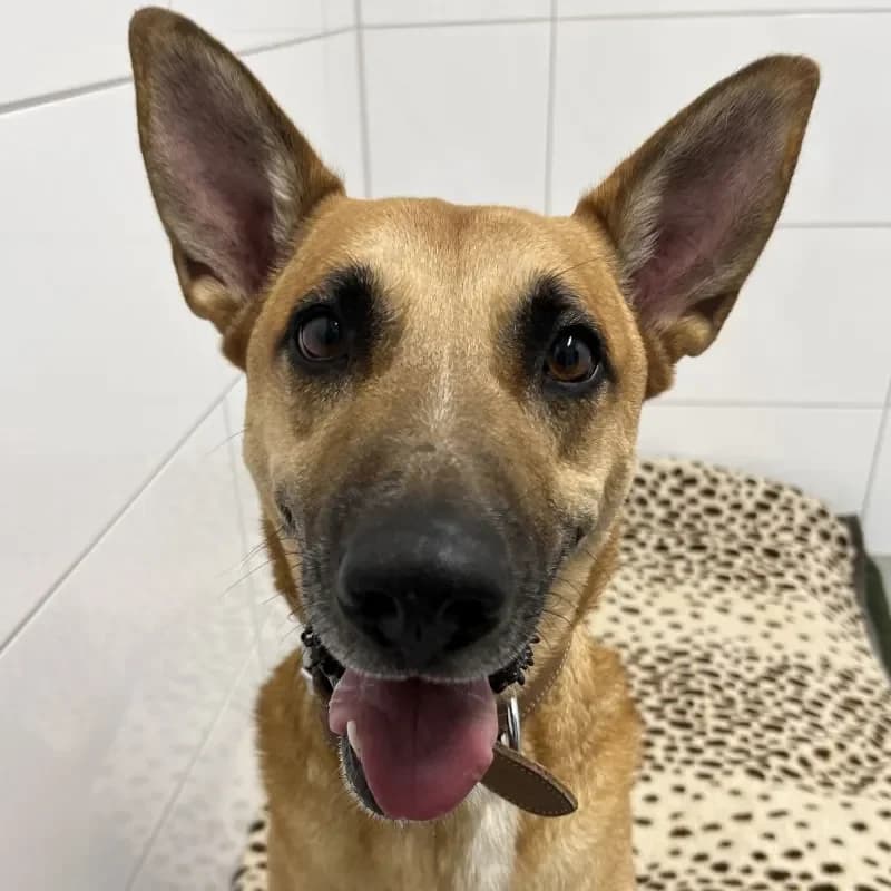 Sam (Paten gesucht), male 7yo Belgian Malinois for adoption at Tierheim Bergheim, Bergheim