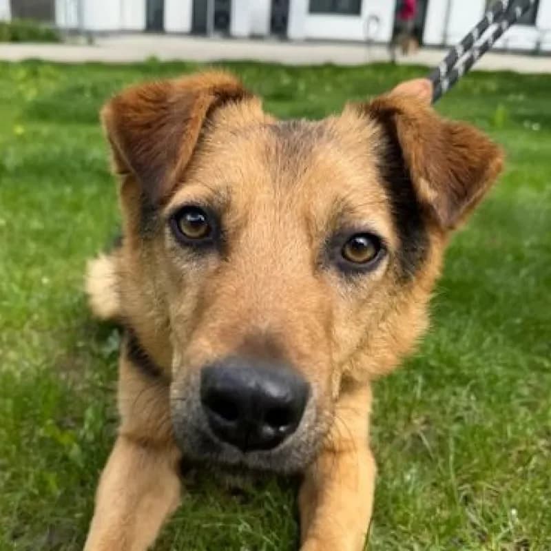 Sam, male young Mixed Breed for adoption at Tierheim Bergheim, Bergheim