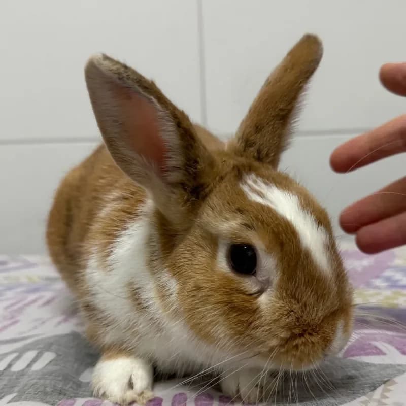 Sammy, male mixed breed for adoption at Tierheim Bergheim, Bergheim