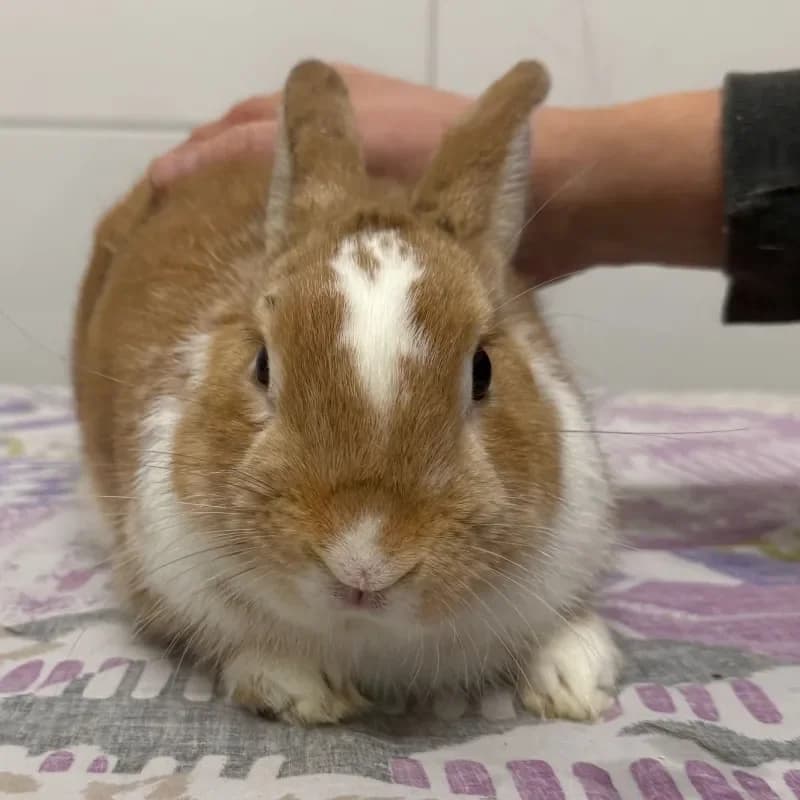 Sammy, male mixed breed for adoption at Tierheim Bergheim, Bergheim — photo 2 of 4