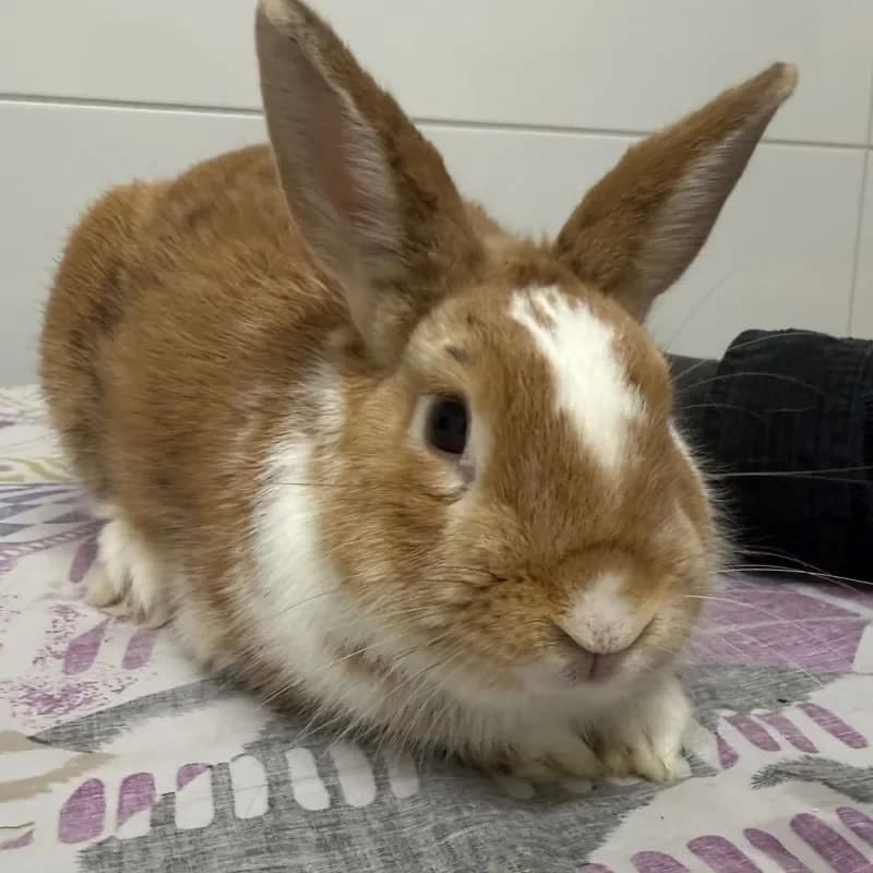 Sammy, male mixed breed for adoption at Tierheim Bergheim, Bergheim — photo 3 of 4