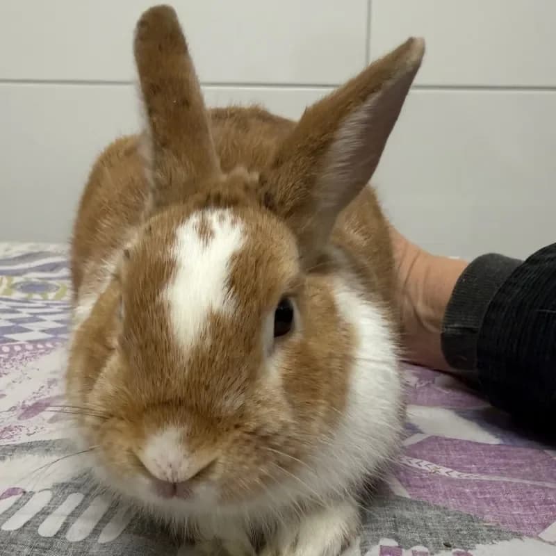 Sammy, male mixed breed for adoption at Tierheim Bergheim, Bergheim — photo 4 of 4