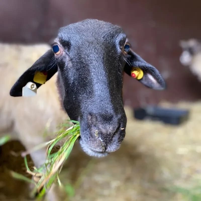 Shirley, female mixed breed for adoption at Tierheim Bergheim, Bergheim
