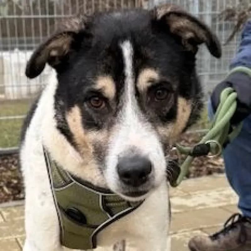 Sony, male 4yo Mixed Breed for adoption at Tierheim Bergheim, Bergheim