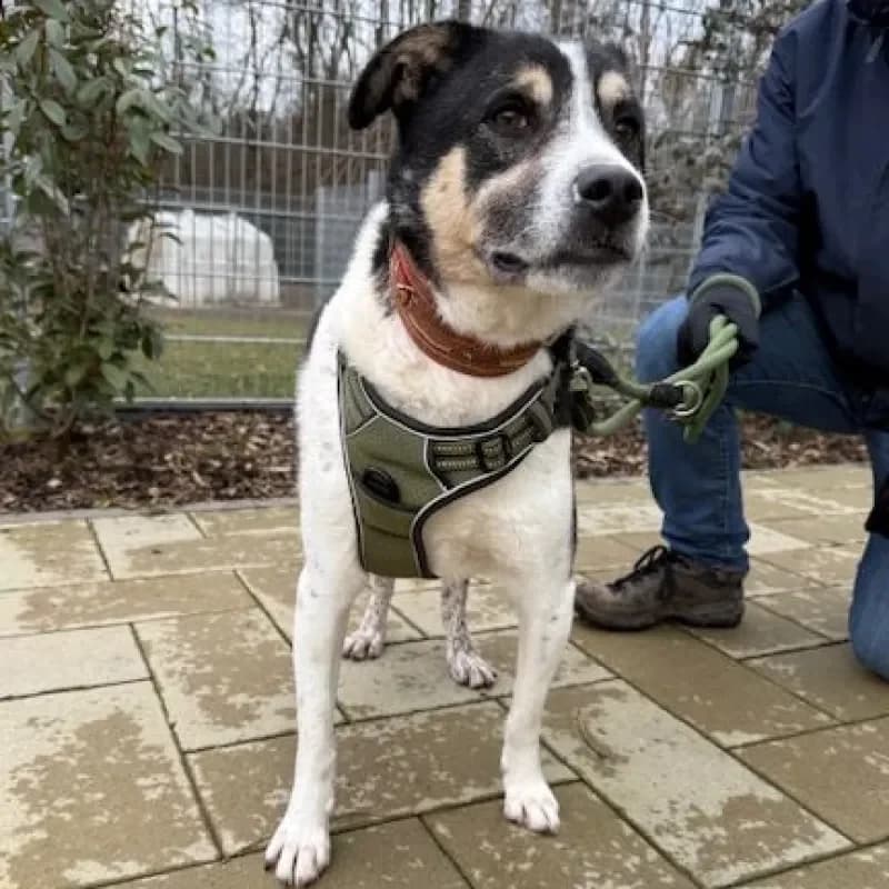 Sony, male Mixed Breed for adoption at Tierheim Bergheim, Bergheim — photo 2 of 4