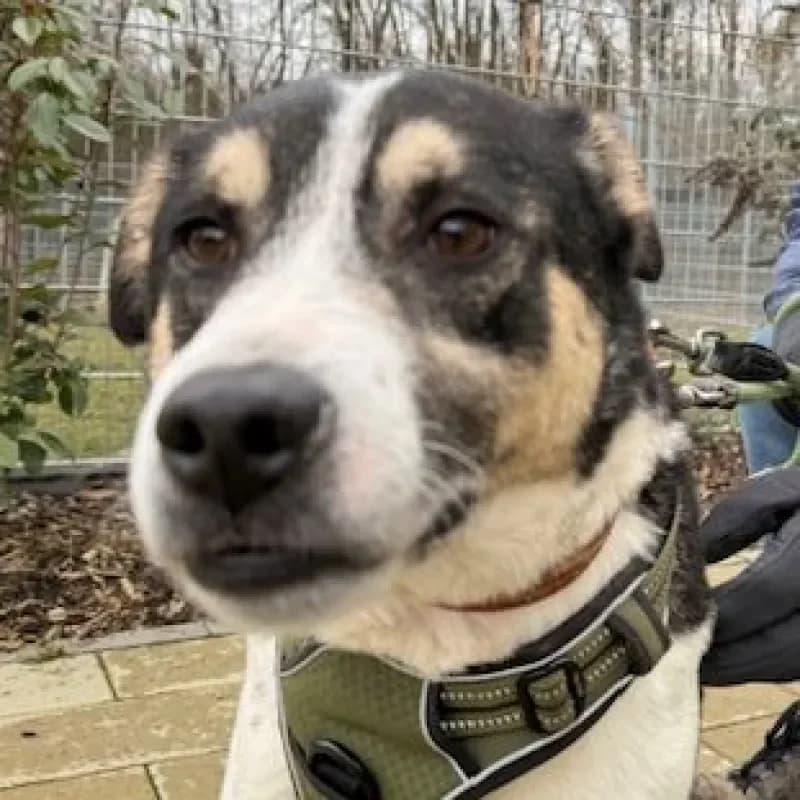 Sony, male Mixed Breed for adoption at Tierheim Bergheim, Bergheim — photo 3 of 4