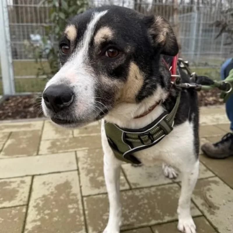 Sony, male Mixed Breed for adoption at Tierheim Bergheim, Bergheim — photo 4 of 4