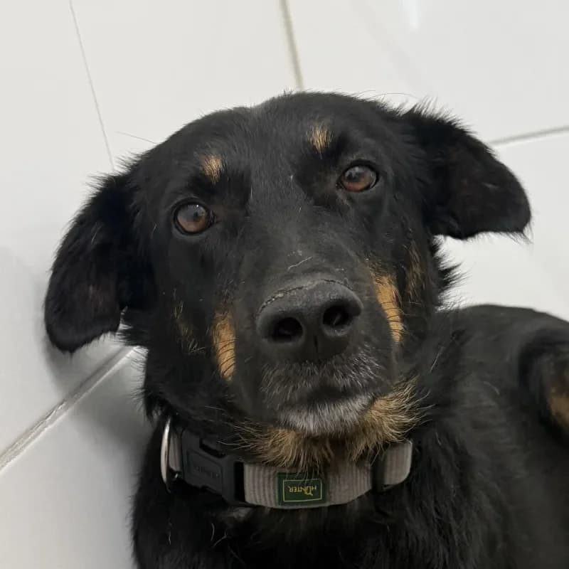Sozar, male 4yo Mixed Breed for adoption at Tierheim Bergheim, Bergheim