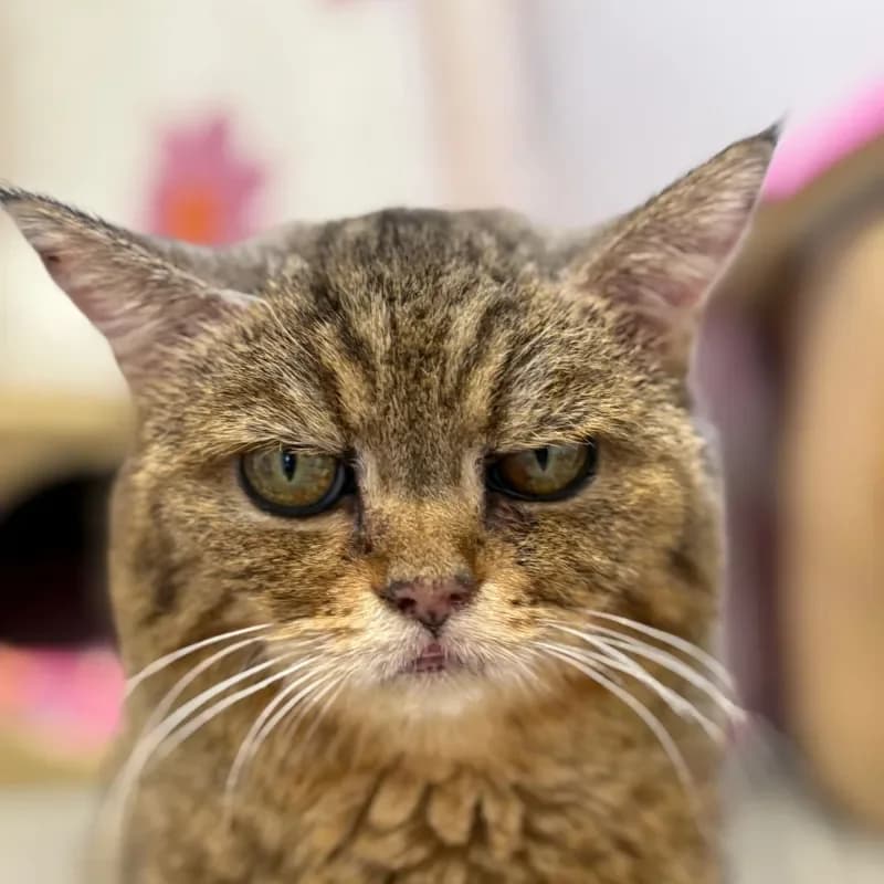 Susi, female mixed breed for adoption at Tierheim Bergheim, Bergheim