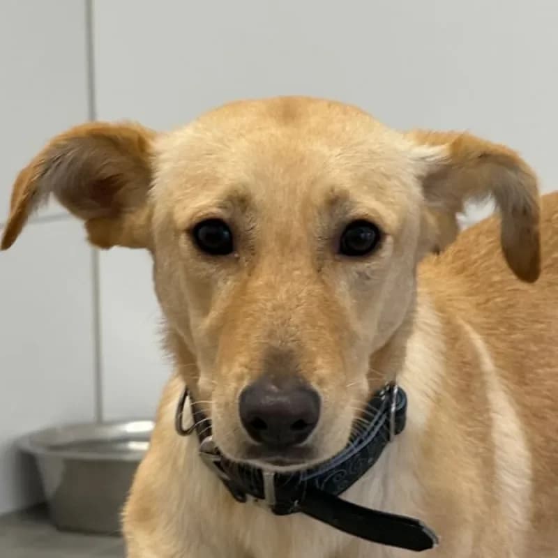 Tasha, female young Mixed Breed for adoption at Tierheim Bergheim, Bergheim