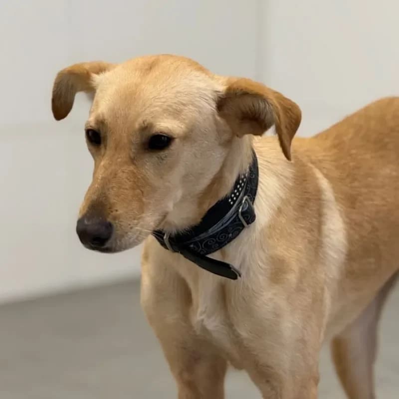 Tasha, female Mixed Breed for adoption at Tierheim Bergheim, Bergheim — photo 2 of 4