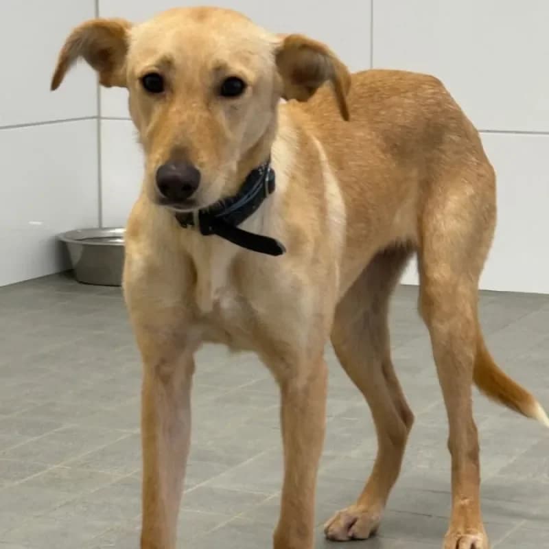 Tasha, female Mixed Breed for adoption at Tierheim Bergheim, Bergheim — photo 3 of 4