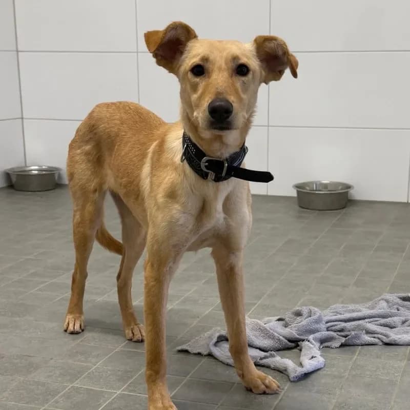 Tasha, female Mixed Breed for adoption at Tierheim Bergheim, Bergheim — photo 4 of 4