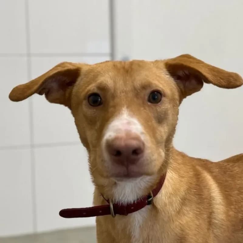 Tate, male Mixed Breed for adoption at Tierheim Bergheim, Bergheim