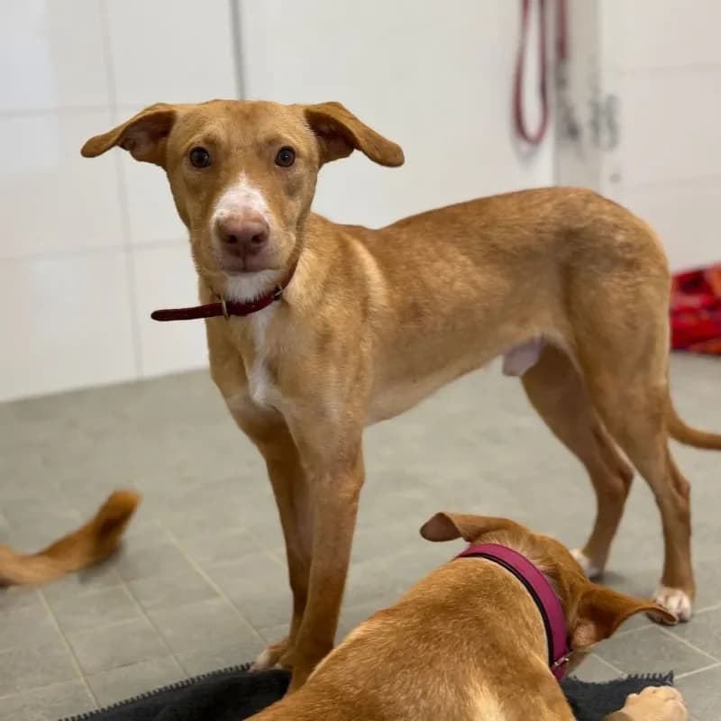 Tate, male Mixed Breed for adoption at Tierheim Bergheim, Bergheim — photo 2 of 4