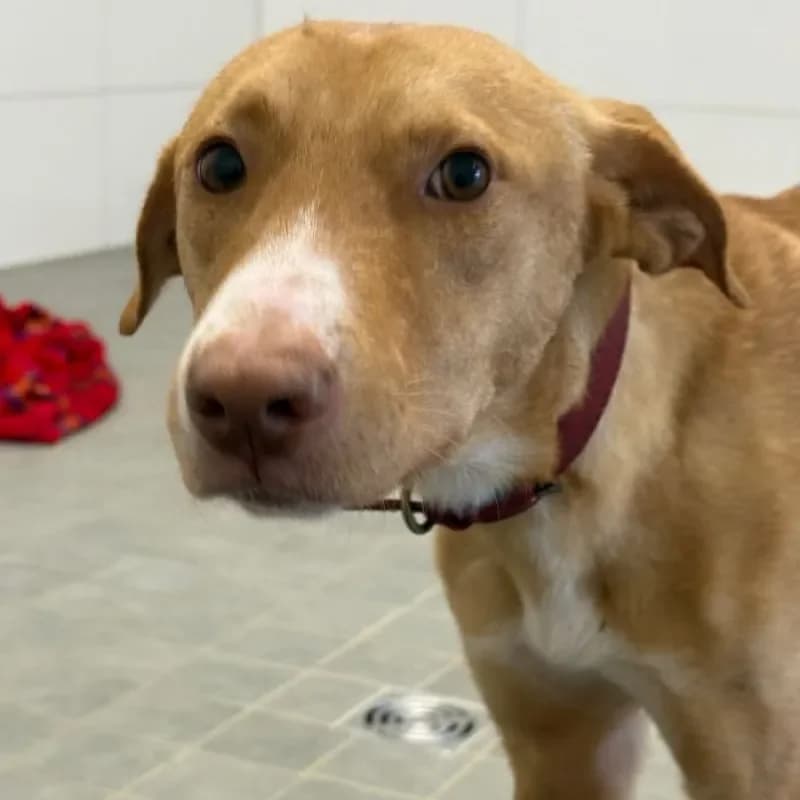 Tate, male Mixed Breed for adoption at Tierheim Bergheim, Bergheim — photo 3 of 4