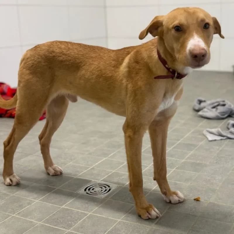 Tate, male Mixed Breed for adoption at Tierheim Bergheim, Bergheim — photo 4 of 4