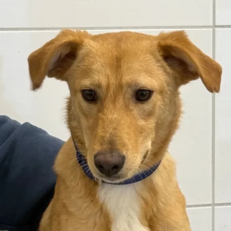 Tiber, male Mixed Breed for adoption at Tierheim Bergheim, Bergheim