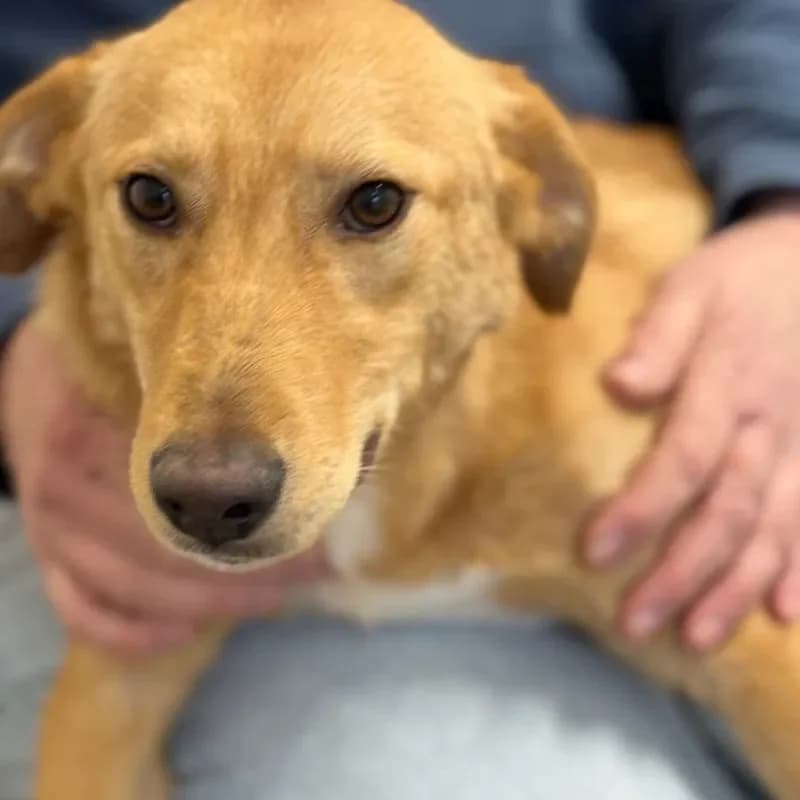 Tiber, male Mixed Breed for adoption at Tierheim Bergheim, Bergheim — photo 2 of 4