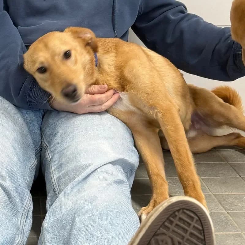 Tiber, male Mixed Breed for adoption at Tierheim Bergheim, Bergheim — photo 3 of 4