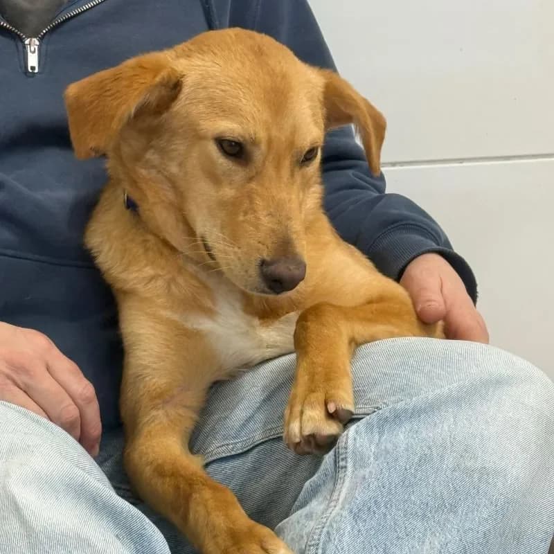 Tiber, male Mixed Breed for adoption at Tierheim Bergheim, Bergheim — photo 4 of 4