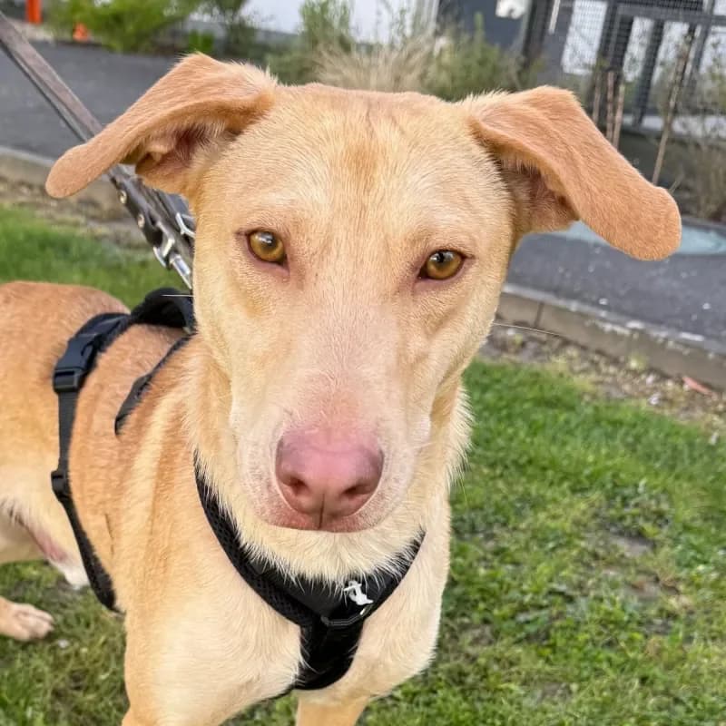 Toast, male Mixed Breed for adoption at Tierheim Bergheim, Bergheim