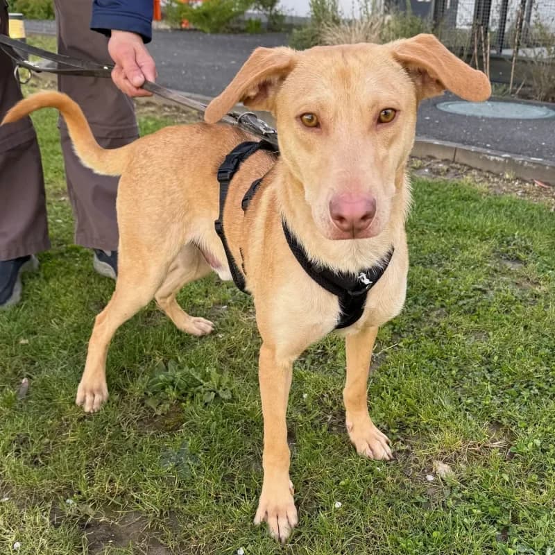 Toast, male Mixed Breed for adoption at Tierheim Bergheim, Bergheim — photo 2 of 4