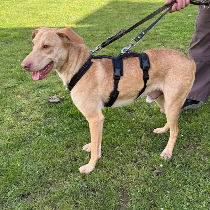 Toast, male Mixed Breed for adoption at Tierheim Bergheim, Bergheim — photo 3 of 4