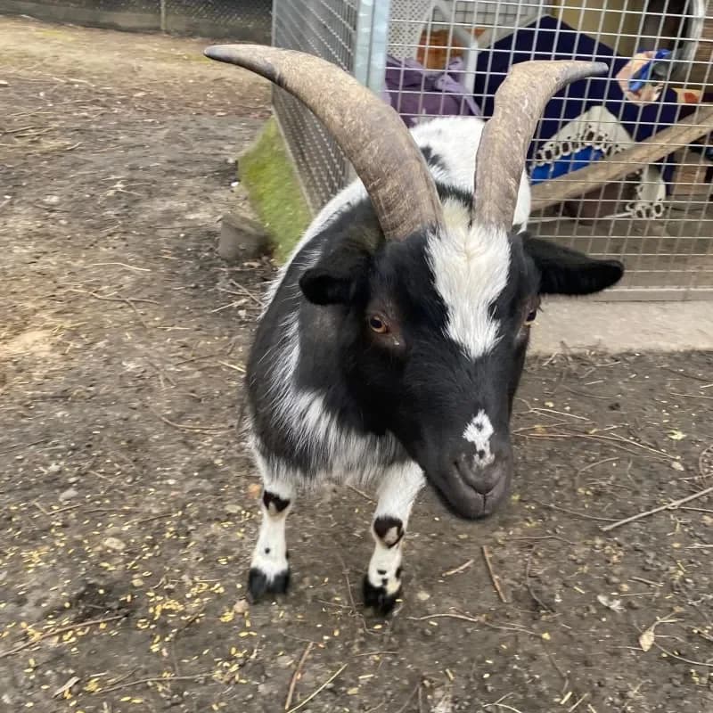 Toni, male mixed breed for adoption at Tierheim Bergheim, Bergheim