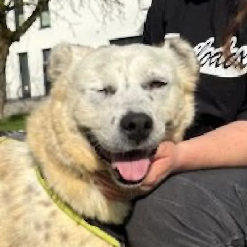 Zina (reserviert), female Mixed Breed for adoption at Tierheim Bergheim, Bergheim