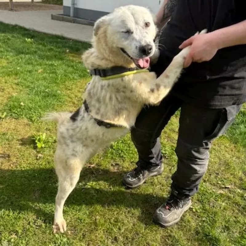 Zina (reserviert), female Mixed Breed for adoption at Tierheim Bergheim, Bergheim — photo 2 of 4
