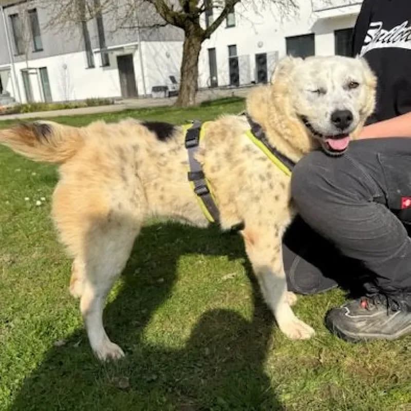 Zina (reserviert), female Mixed Breed for adoption at Tierheim Bergheim, Bergheim — photo 3 of 4