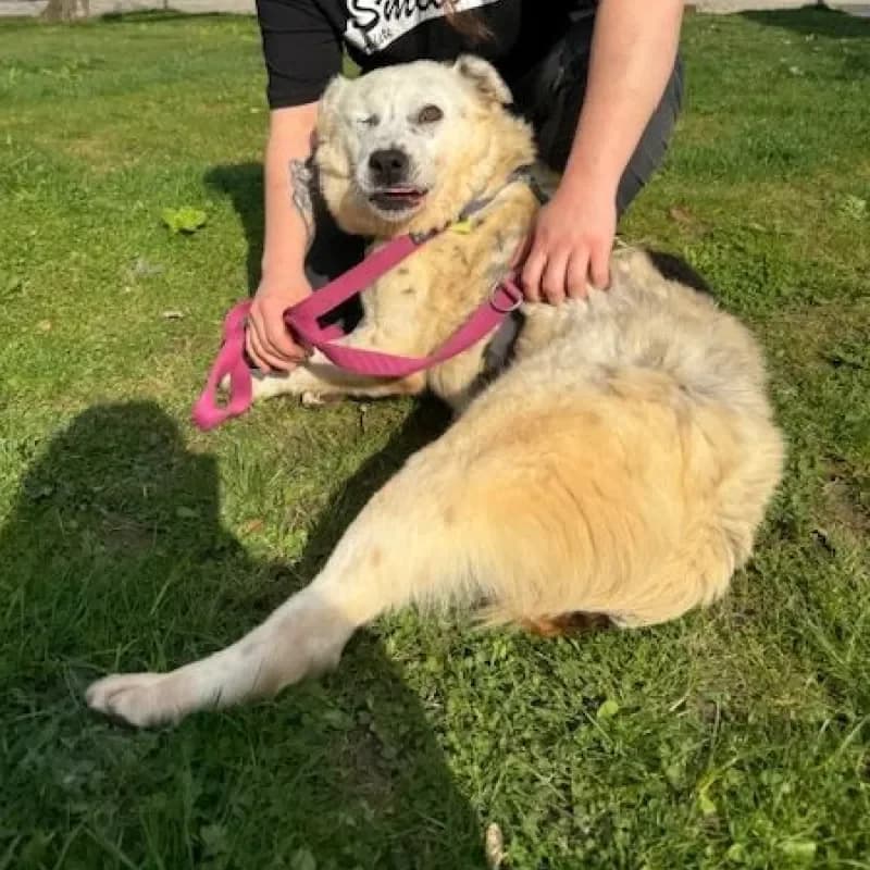 Zina (reserviert), female Mixed Breed for adoption at Tierheim Bergheim, Bergheim — photo 4 of 4