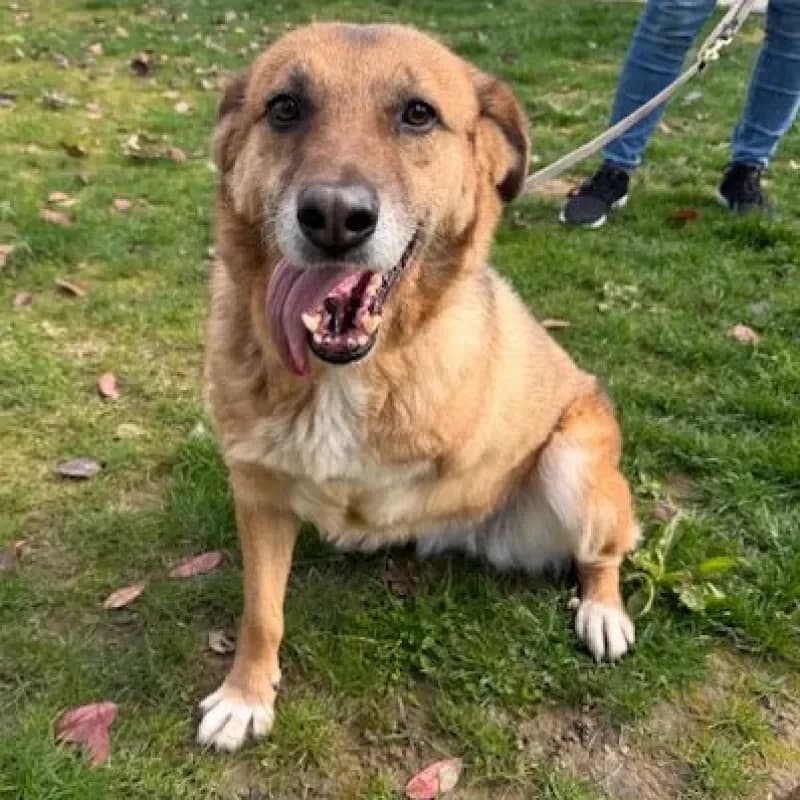 Zora, female senior Mixed Breed for adoption at Tierheim Bergheim, Bergheim