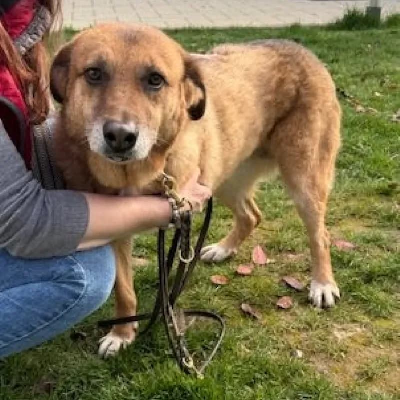 Zora, female Mixed Breed for adoption at Tierheim Bergheim, Bergheim — photo 2 of 4