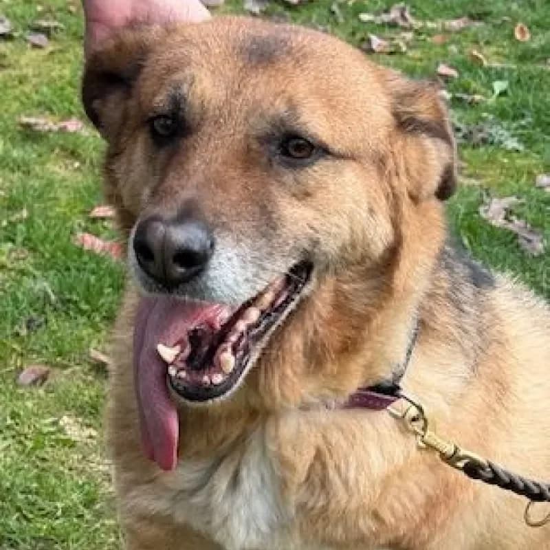 Zora, female Mixed Breed for adoption at Tierheim Bergheim, Bergheim — photo 3 of 4