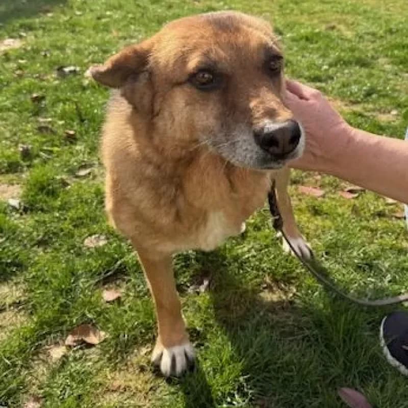 Zora, female Mixed Breed for adoption at Tierheim Bergheim, Bergheim — photo 4 of 4