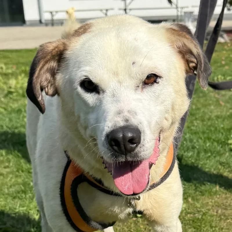 Zoro, male Mixed Breed for adoption at Tierheim Bergheim, Bergheim