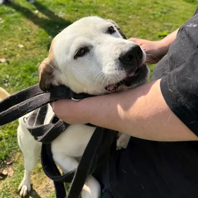 Zoro, male Mixed Breed for adoption at Tierheim Bergheim, Bergheim — photo 2 of 4