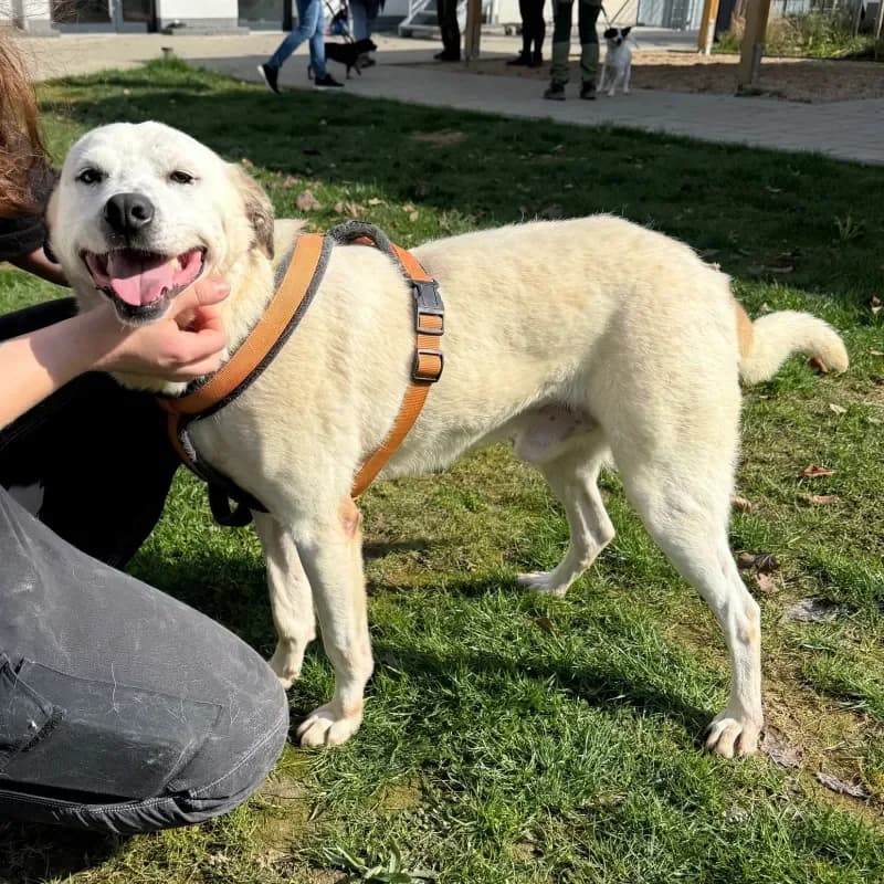 Zoro, male Mixed Breed for adoption at Tierheim Bergheim, Bergheim — photo 3 of 4
